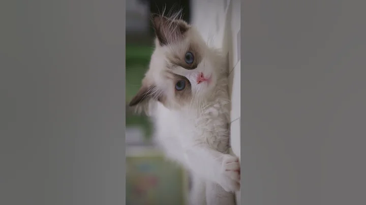 Watch the video about Cute Cats falling asleep! #cats #cutecats #shortsvideo
