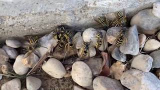 How To Remove A Yellow Jacket Nest / Ground Wasp From Under A Porch