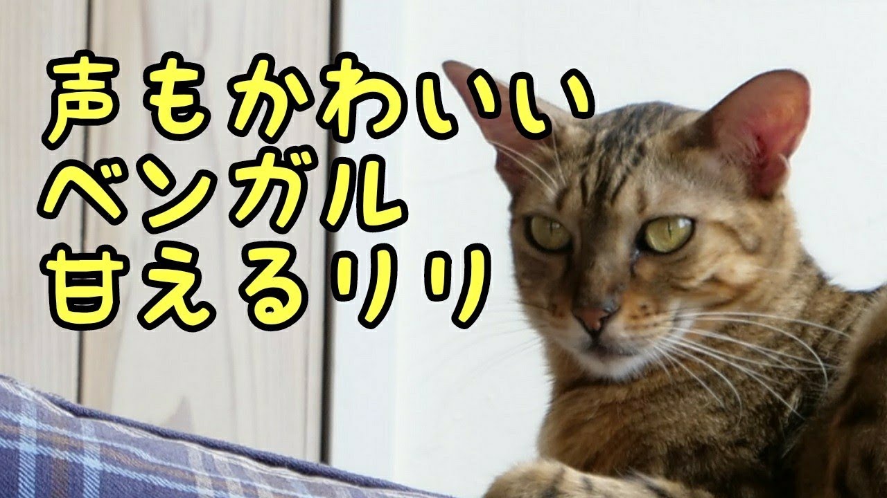 よくしゃべるかわいいベンガルのリリさん ネコカフェmonta 動物がかわいいyoutube動画はここだ よくしゃべるかわいいベンガルのリリさん ネコカフェmonta 動物がかわいいyoutube動画はここだ