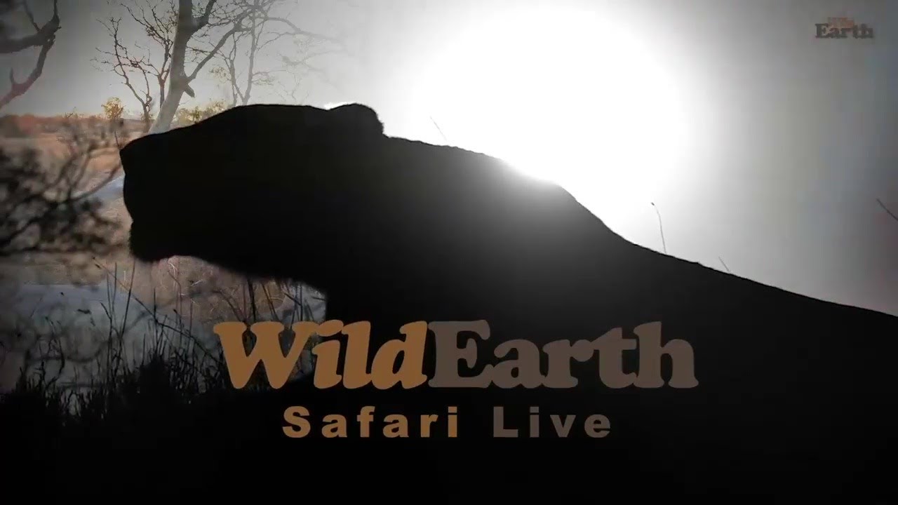 wildearth safari youtube