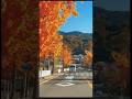 Family travel Japan 🍂 AUTUMNS #beatufulljapan#autumninjapan #traveljapan