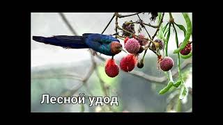 Лесные удоды (виды) 🐦🐦