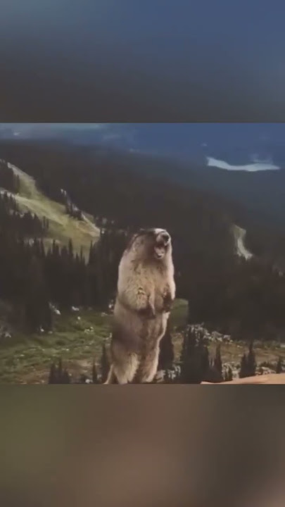 Bear screaming meme || animal screaming meme