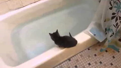 Watch the video about Funny Kitten jumps in bath tub