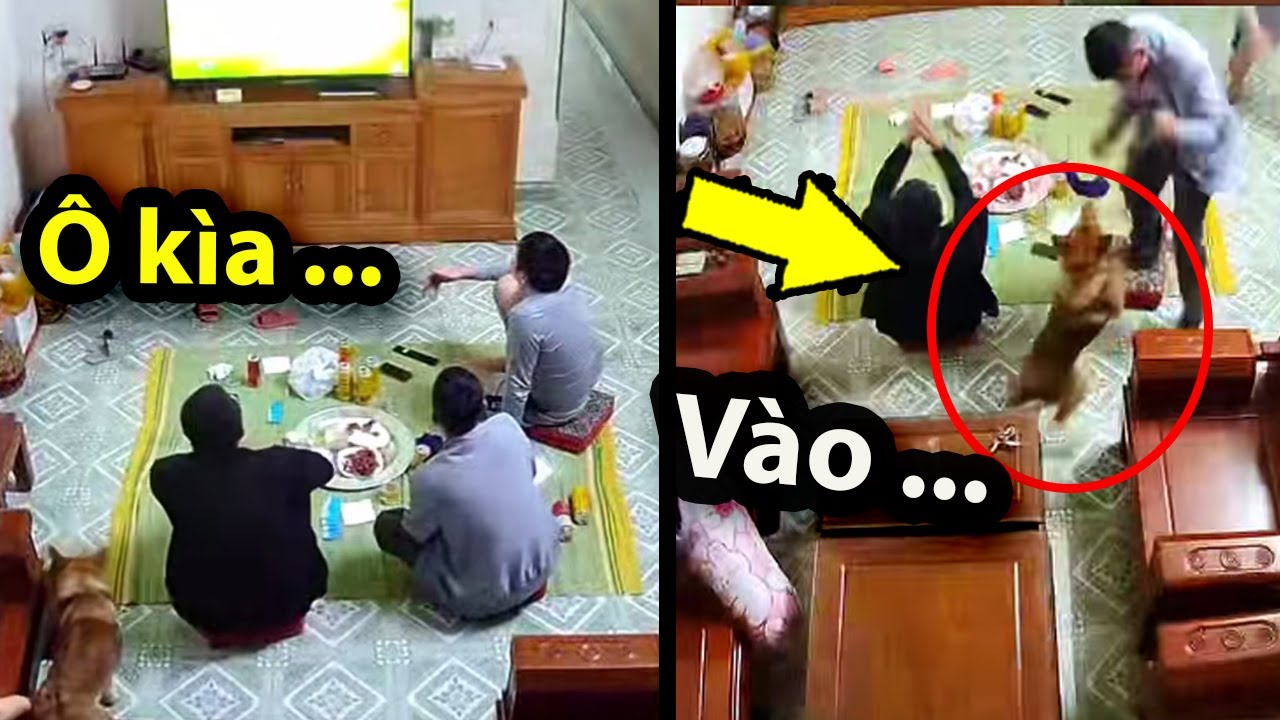 Hài hước, Fan phong trào phiên bản cậu Vàng khiến dân mạng cười xỉu | Thomas Edi Long