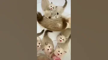 Group Of Cute Baby Cat S Tiktok Tiktokvideo 