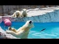 ホッキョクグマガイド中、プールサイドから落ちたこぐま~Polar Bears