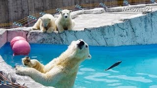ホッキョクグマガイド中、プールサイドから落ちたこぐま~Polar Bears