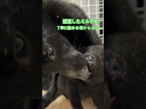 犬の親子 #こいぬ #スキッパーキ #puppydog