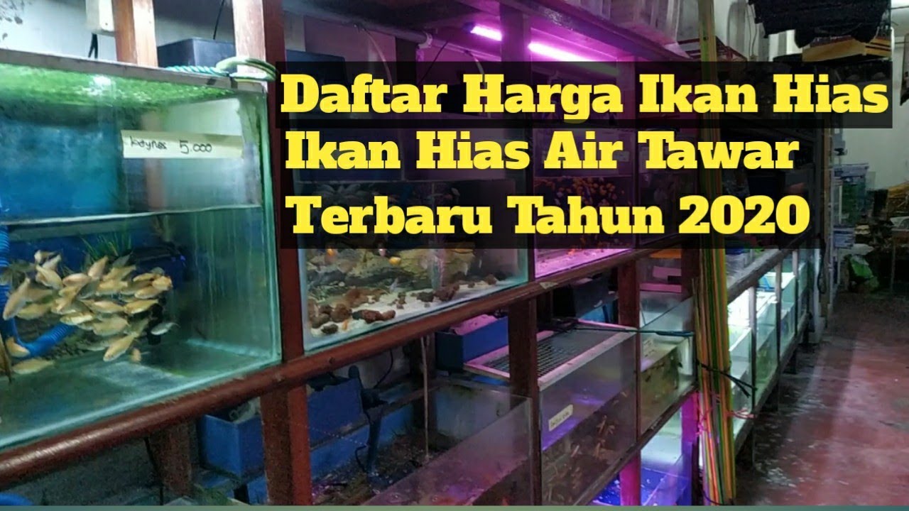 Daftar Harga Ikan Hias Air Tawar Terbaru Tahun 2022 YouTube