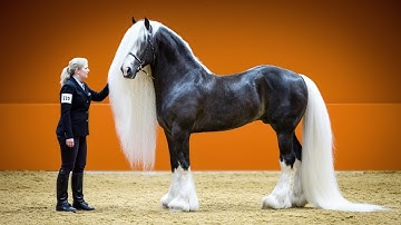 De 25 mooiste paarden ter wereld - Maak kennis met de meest verbluffende paardenrassen ter wereld.