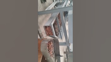 Small Scale Equipment Cocoa Bean Sorting Sorter Grading Machine