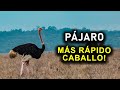 ¡PÁJARO MÁS RÁPIDO CABALLO!