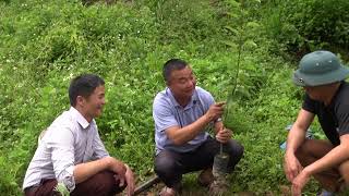 Hướng dẫn kỹ thuật trồng cây Lê
