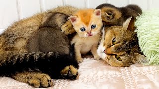 Mother cat hugs her little kittens tightly so cute