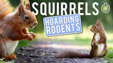 SQUIRRELS - Accidentally Plant Entire Forests! | One minute summary