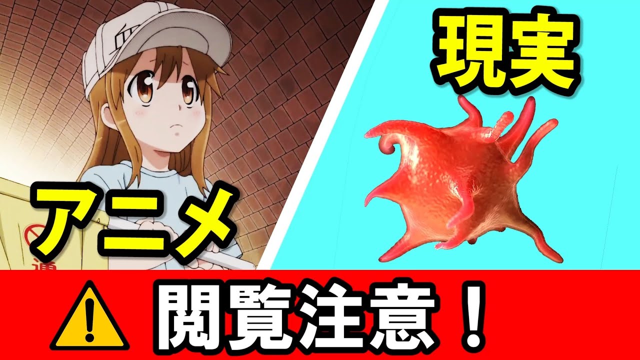 Cells at Work Hataraku Saibou Compare Anime and Reality
