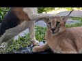 Roo the Caracal’s best friend, Bessie the Beagle, petting him - Odd Animal Friends