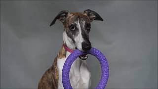 Isaac - clever whippet - tricks and fun