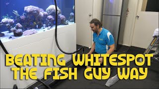 Beating Whitespot and Velvet  The Fish Guy Way