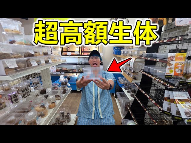 One of the Kanto region's biggest insect shops is getting serious