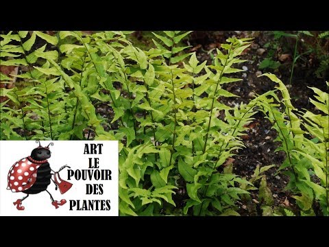 Jardinage: Cyrtomium fortunei: