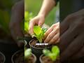 Top Apartment Gardening Tips (Pro Level, Still Easy)