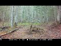 lone coyote