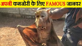 अपनी कमजोरी के लिए Famous जानवर | Animals famous for their Weakness