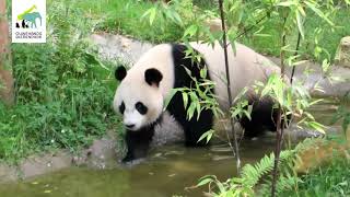 De Reuzenpandas In Nederland