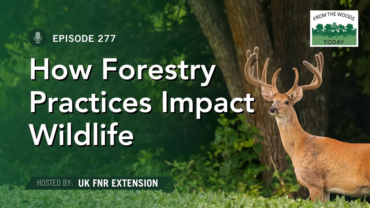How Forestry Practices Impact Wildlife - From the Woods Today - Episode 277