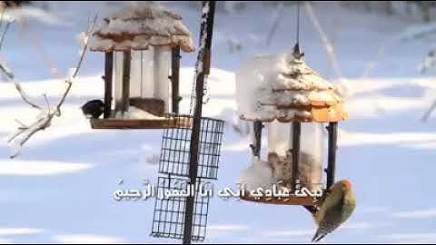 نبأ عبادي اني انا الغفور الرحيم/اسلام صبحي تلاوة من سورة الحجر