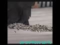 Christian vs abyss full metal meyam sacrifice 2006 TNA CHAMPIONSHIP  #wwe