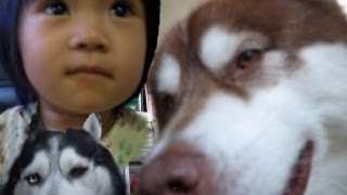 犬小屋からこんにちは Doghouse Hello  犬小屋大好き孫娘　ハスキーと子供
