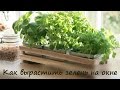 Как вырастить зелень на окне ❤ Cooking with Love