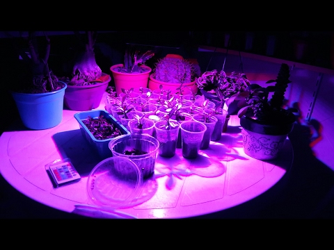 Vídeo: Luz Vermelha ou Luz Azul para Plantas - Efeitos da Luz Vermelha e Azul nas Plantas