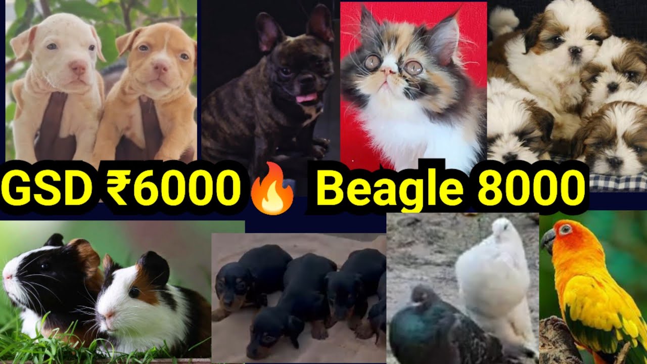  ₹6000 GSD🔥Beagle ₹8000❤SHIHTZU|Pitbull|Conure|Ginipigs|പുള്ളികോഴി|Pets sale low price in Kerala|D4❤