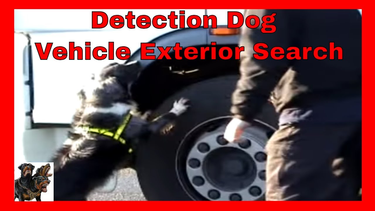 Drugs Detection Dog - Vehicle Exterior Search