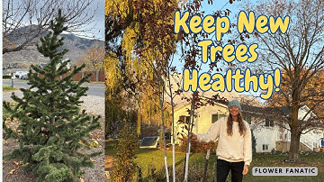 Tips voor pas geplante loofbomen en coniferen. Houd bomen gezond! //FlowerFanatic