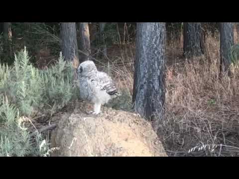My Backyard Owl Youtube