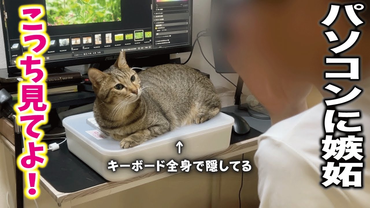 A cat trying to get the attention of its beloved male by refusing