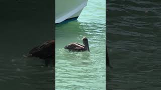#florida #slowtv #shorts #shortvideo #short #beach