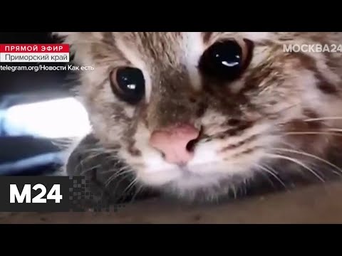 В Приморье амурский лесной кот залез в машину погреться - Москва 24