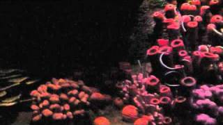 Epcot: The Seas with Nemo and Friends (HD) @camrydriver