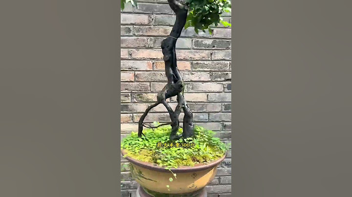 小转盘，大作为。 #盆景操作台 #精品盆景