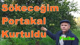 Portakal Ağacı Kuruması Hakkında Bilgi