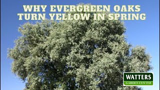 Why Evergreen Oaks Turn Yellow in Spring by SignalsAZ 42 views 4 weeks ago 11 minutes, 2 seconds