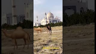 سبحان الله وبحمده #subscribe #shortvideo #explore #short