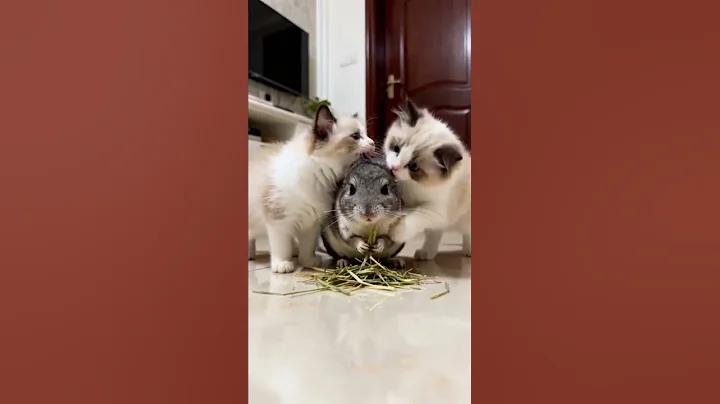 Watch the video about Stress Melts Away in 7 Seconds—Look! This is our new friend!❤️#PetLovers #Cat #Pethealing#chinchilla