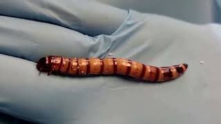 Plastic-eating 'superworms' offer recycling hope